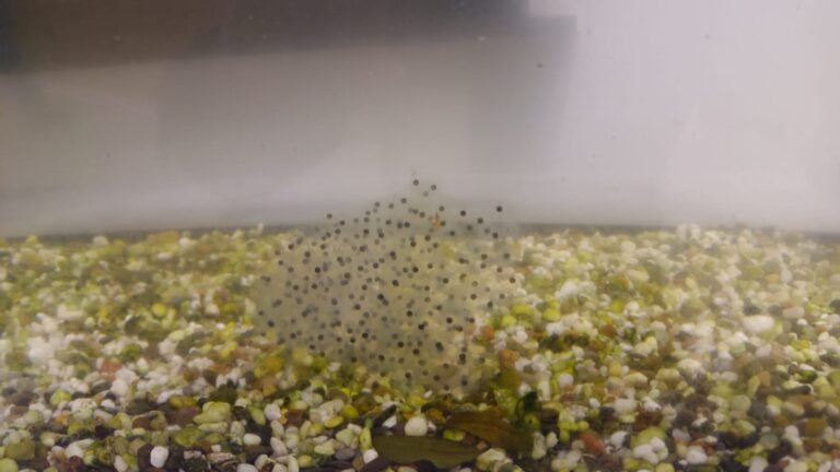 Von der Kaulquappe zum Frosch